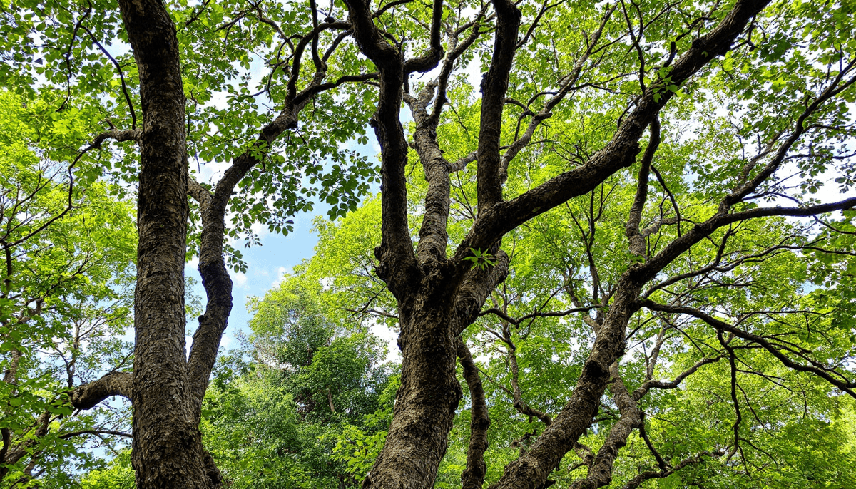 The Benefits of Dopamine Detox for Digital Balance